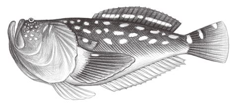 披肩瞻星魚|Ichthyscopus lebeck (Bloch & Schneider, 1801) 